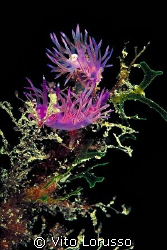 Nudibranchs - Flabellina affinis by Vito Lorusso 